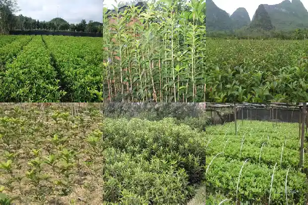 桂花第一年种不开花什么原因1686875329949
