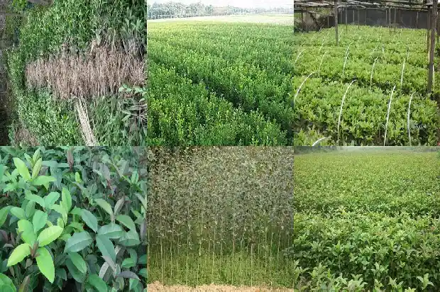 桂花苗不长新叶子怎么办1686875354591