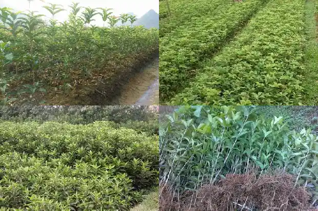 大门外可以种桂花树吗1689985968659