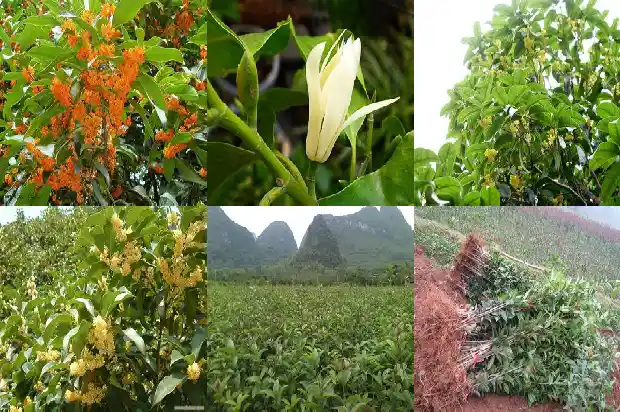 桂花盆栽为什么不发新叶1686875387521