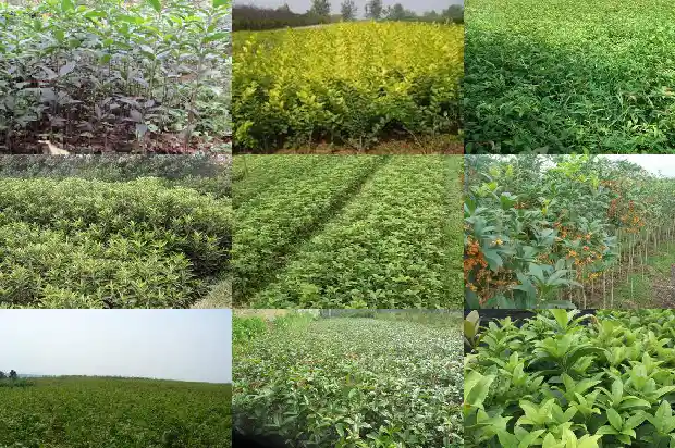 桂花茶的作用与功效与作用及禁忌1689381111035