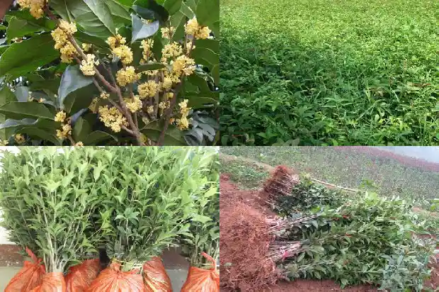 桂花在几月份扦插比较好1686875500634