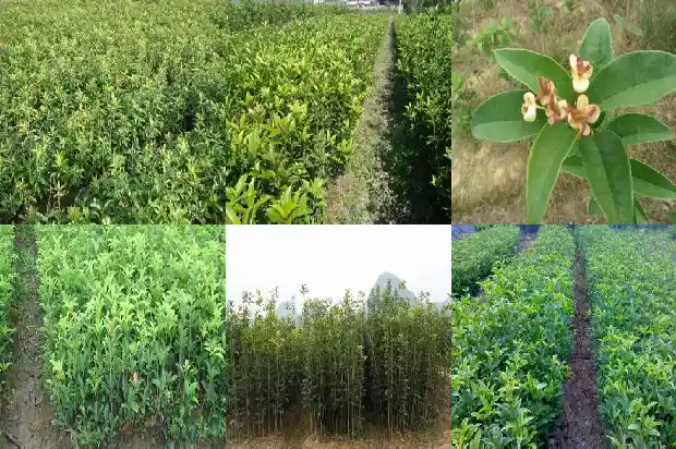 桂花茶怎么泡才好喝1689467739349