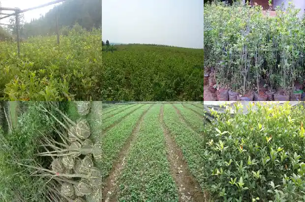 桂花苗几年才能开花结果呢1686875538995