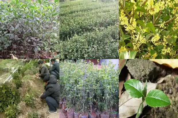 桂花苗几年才能开花结果呢1686875539043
