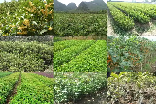 桂花苗几年才能开花结果呢1686875539090