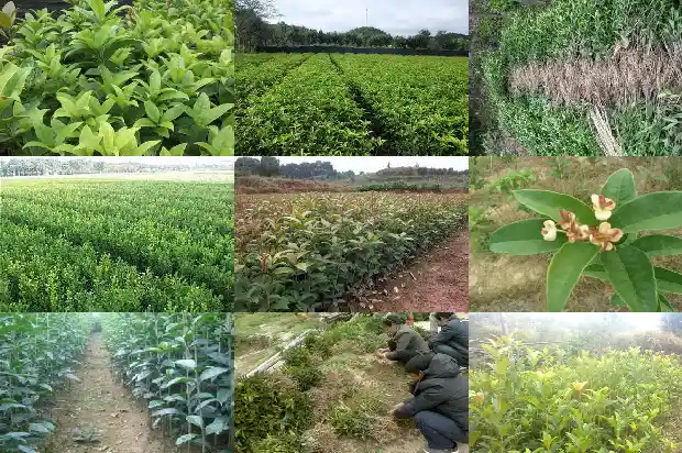 桂花苗多长时间开花结果子1686875574457