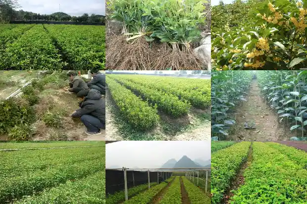 桂花摘了直接泡水喝吗1689207406234