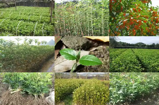 桂花苗多长时间开花结果子1686875574552