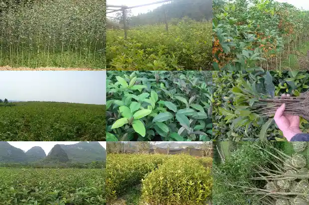 桂花实生苗几年开花结果子1686875596171