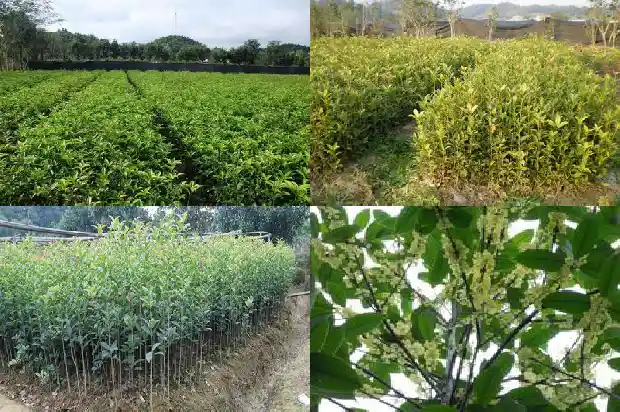 桂花实生苗几年开花结果子1686875596218
