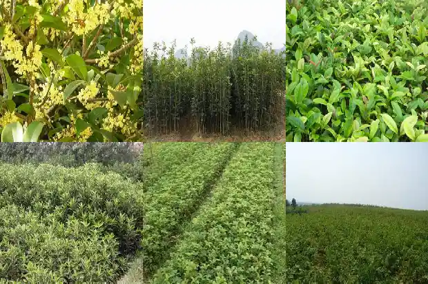 桂花实生苗几年开花结果子1686875596313