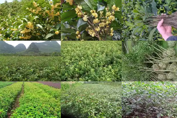 桂花苗要几年开花结果子1686875620025