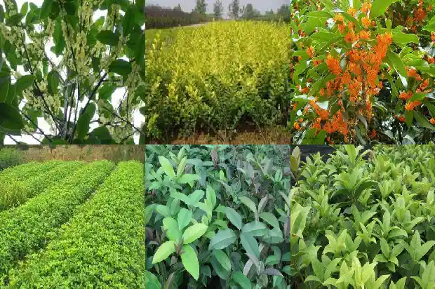 桂花苗要几年开花结果子1686875620072