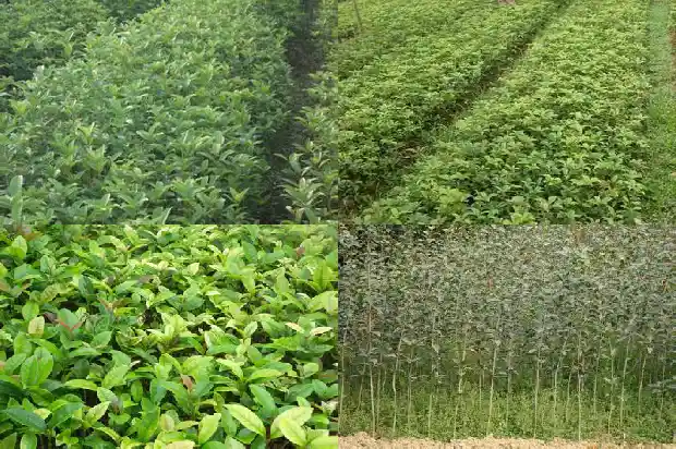 实生苗桂花几年能开花结果吗1686875649152