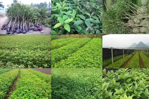 实生苗桂花几年能开花结果吗1686875649199