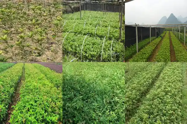 实生桂花几年后才能开花结果1686875670911