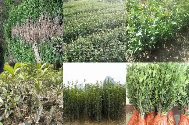 实生桂花几年后才能开花结果1686875670959