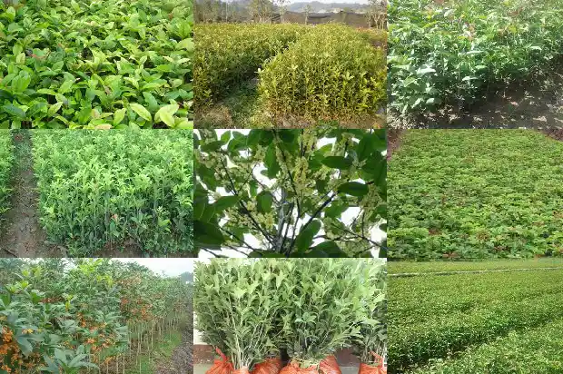 实生桂花几年后才能开花结果1686875671007
