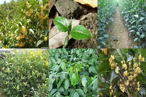 桂花多少年才可以开花1686875692840