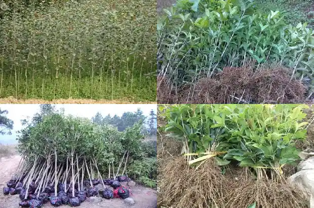桂花多少年才可以开花1686875692935