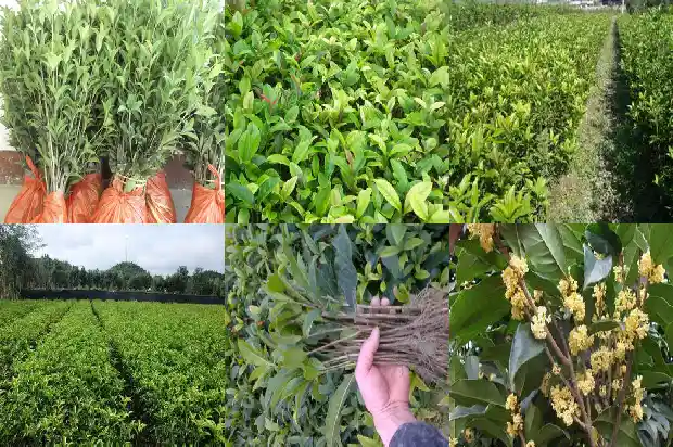 桂花树苗几年可以开花结果了1686875714365