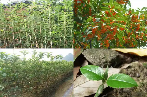 桂花树种几年才开花呢1686875733137
