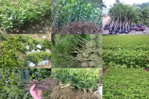 桂花苗多久会开花结果实1686875758149