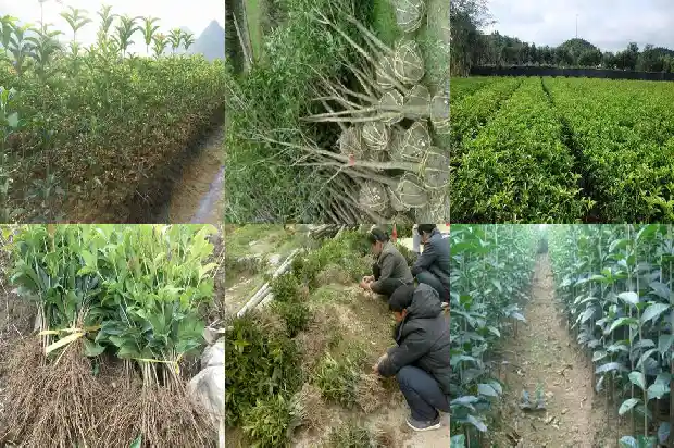 桂花苗多久会开花结果实1686875758195
