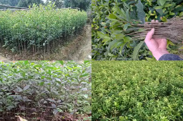 桂花苗多久会开花结果实1686875758242