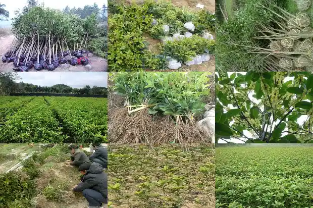 桂花苗多久会开花结果实1686875758288