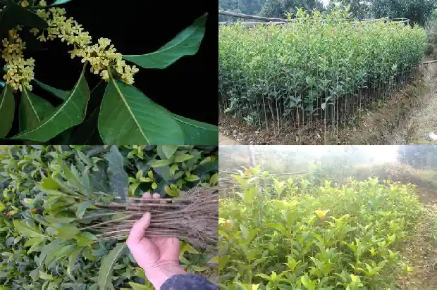 移栽桂花几年开花结果多1686875778597