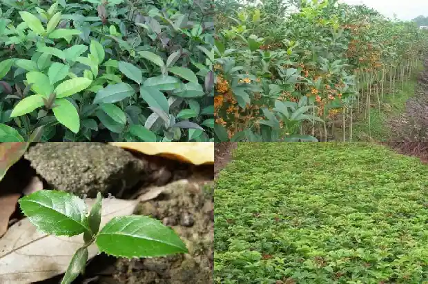 移栽桂花几年开花结果多1686875778693