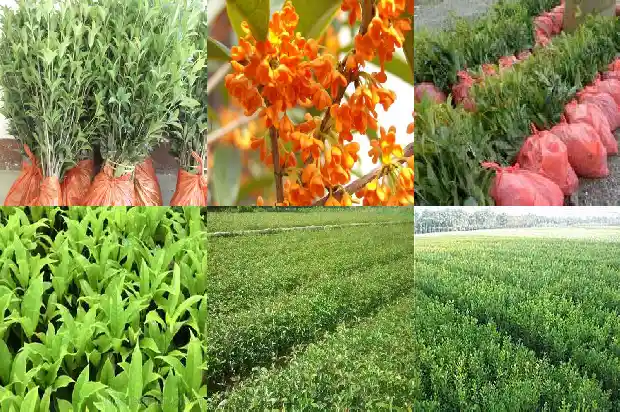 十月份桂花能插扦吗1688430747326