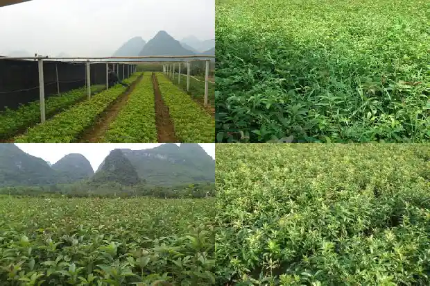 桂花树冠幅一般多少1689726895116