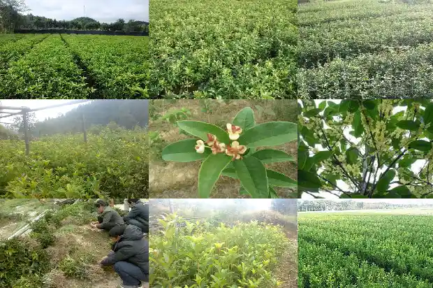 四季桂花树多少钱一盆好养活1686875851320
