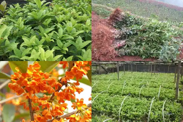 家里有桂花树去哪里卖掉好一点1686875875909