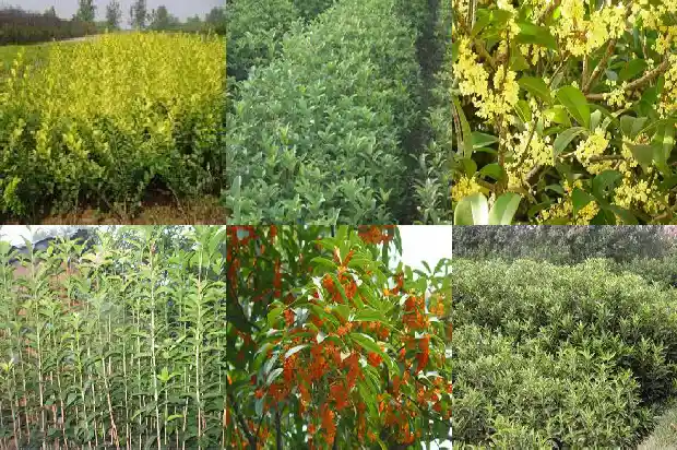 家里有桂花树去哪里卖掉好一点1686875875957