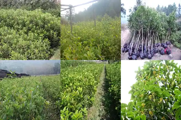 红叶石楠和桂花树的区别1688434796134