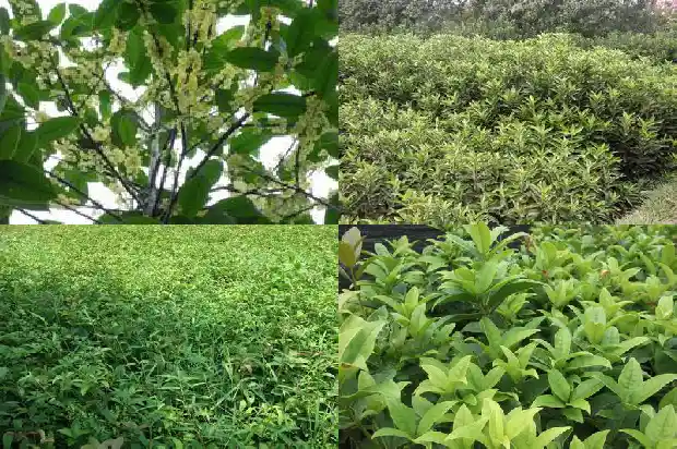 香烧桂花扎1686875915513