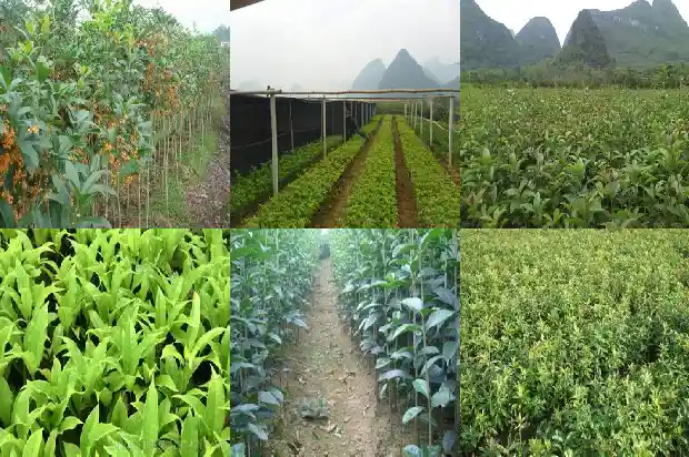 香烧桂花扎1686875915560