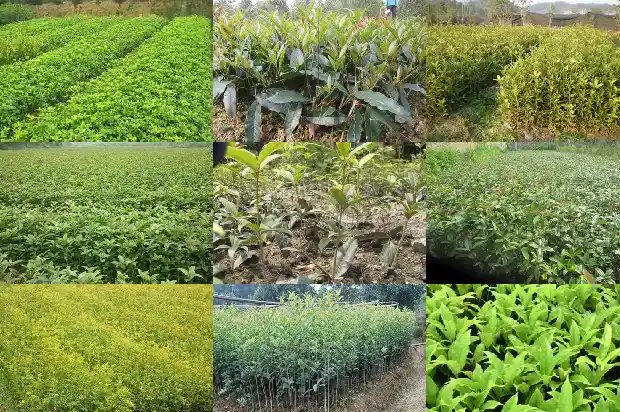 桂花扎是什么1686875970325