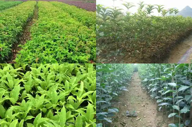 桂花树批发多少钱一棵呢1689640134419