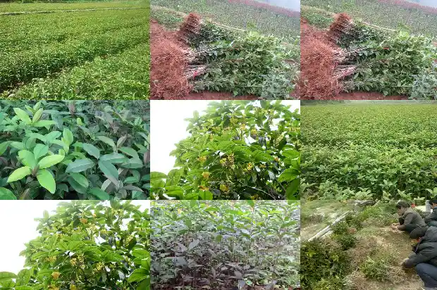 桂花的功效与作用及用量是多少1689313216654
