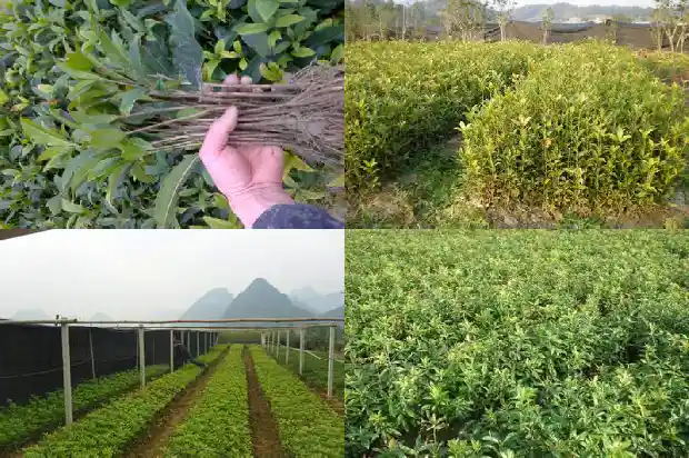 手工桂花糕的做法与配方1686876024225