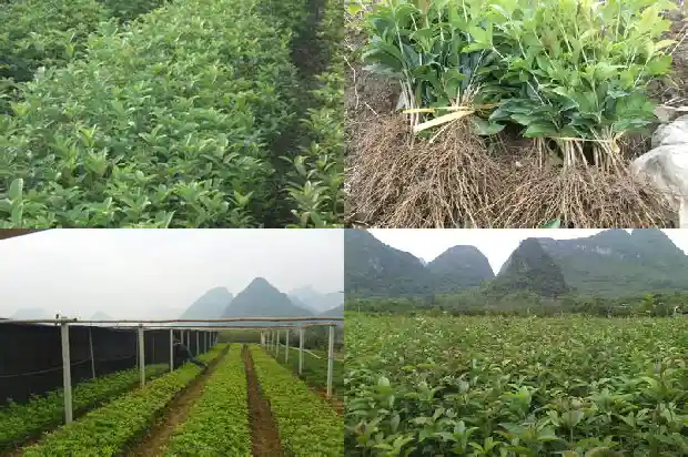 桂花哪天开1686876044344