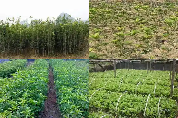 桂花树最新价格18公分多少钱1689638921893