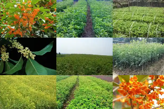 桂花哪天开1686876044439