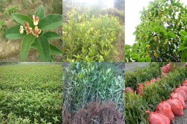 桂花哪天开1686876044486