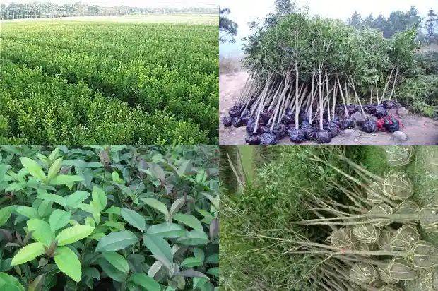 桂花几月开的1686876081564